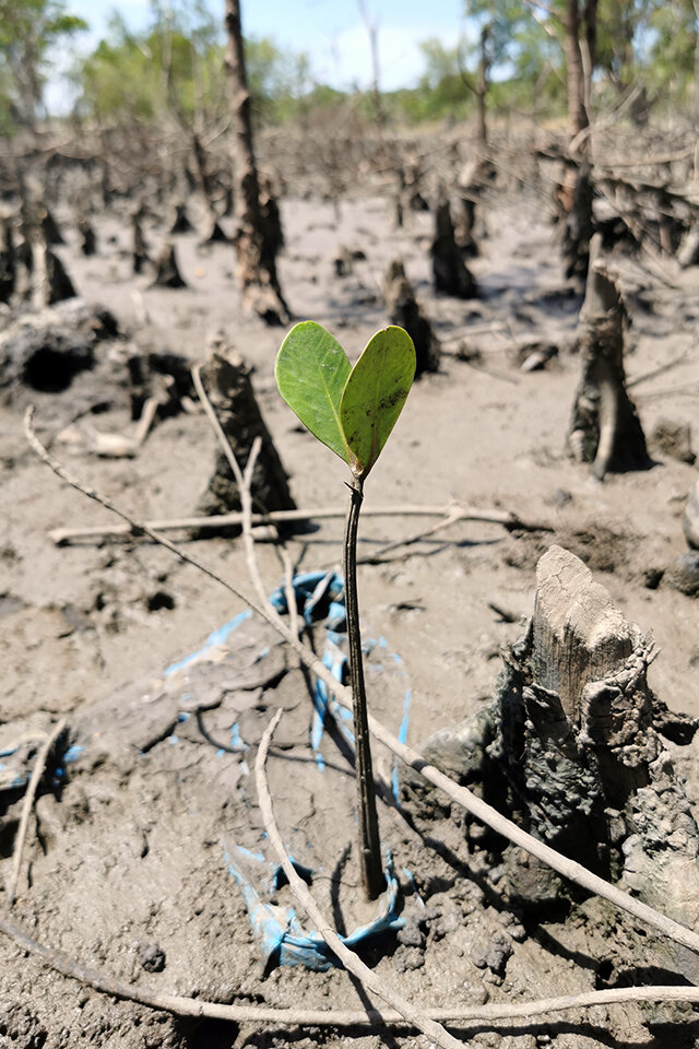 Ein junger Pflanzensprössling mit zwei Blättern sprießt aus der Erde.